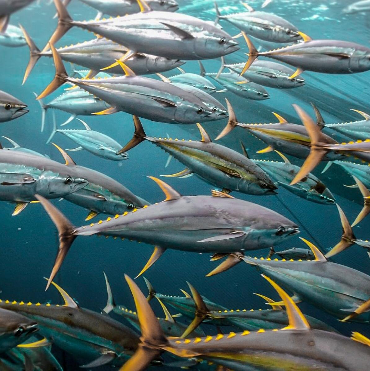 School of yellowfin tuna