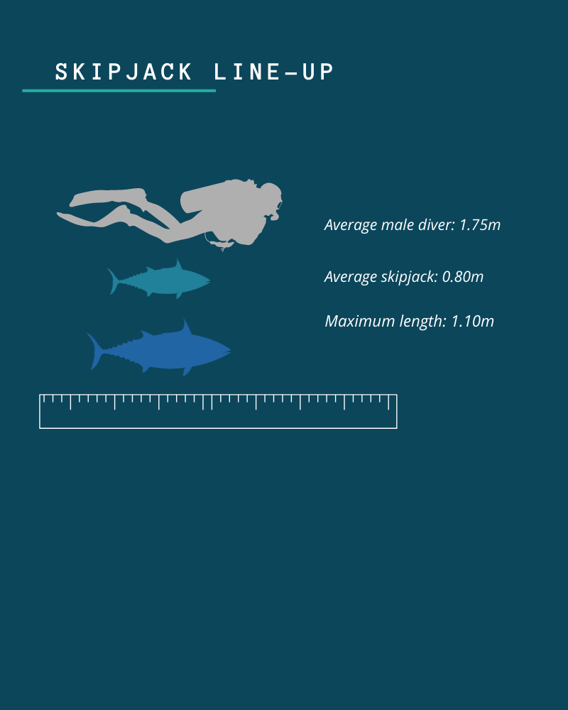 Image of comparison between human diver and skipjack