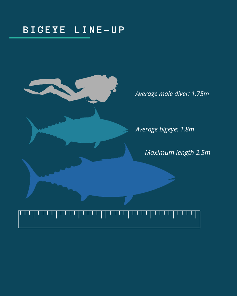 Image of comparison between human diver and bigeye