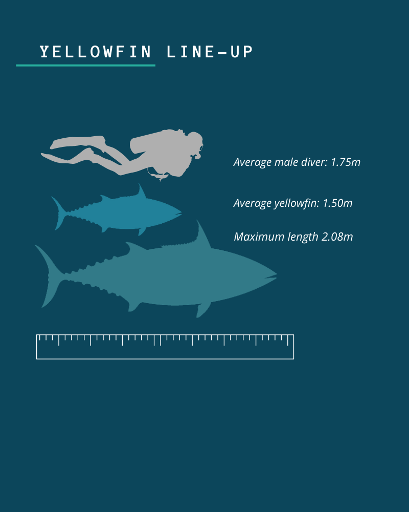Image of comparison between human diver and yellowfin