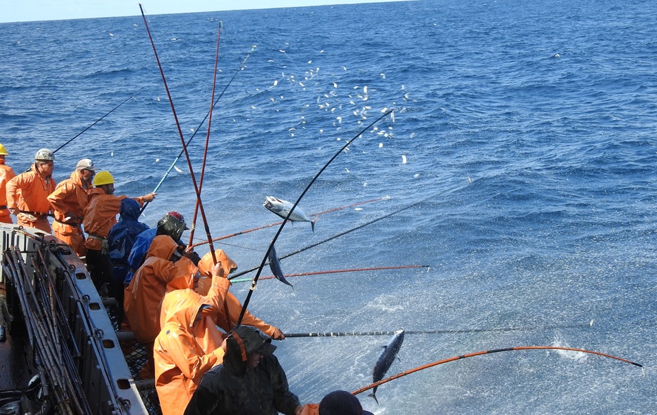 Action shot of pole and line fishers
