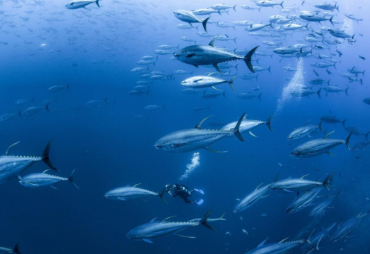 South East Sulawesi handline yellowfin tuna