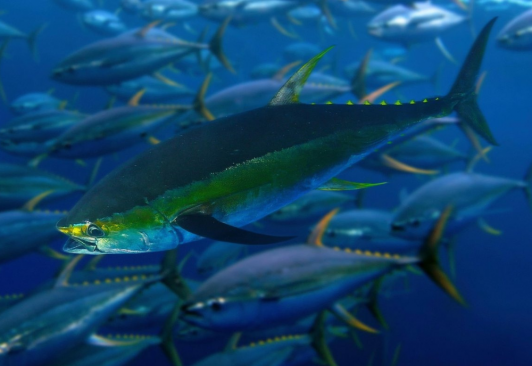 Maldives handline yellowfin tuna