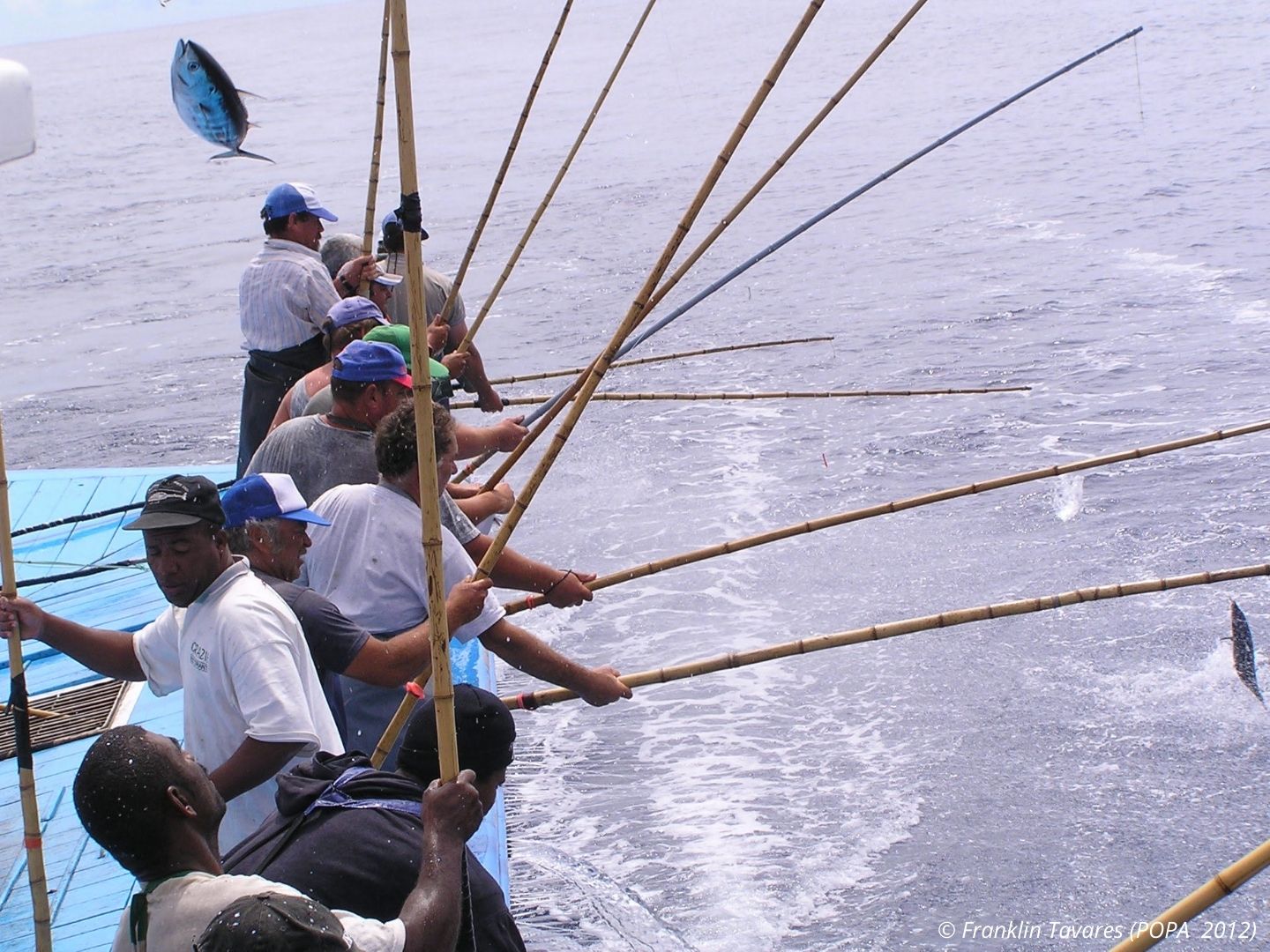 Azores pole-and-line albacore tuna