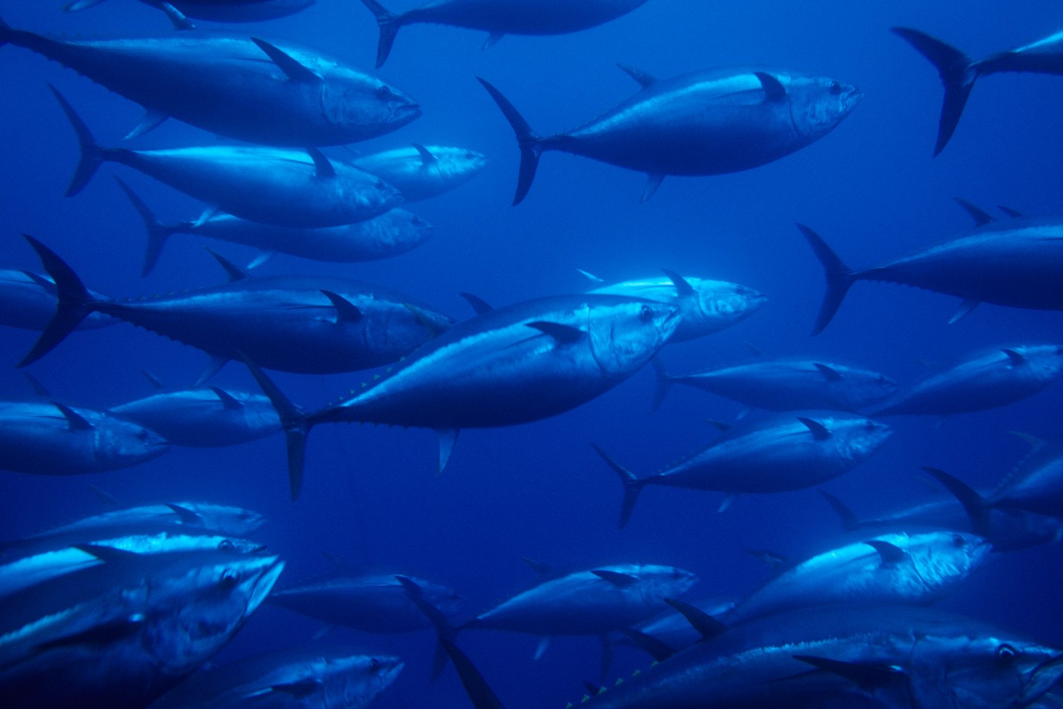 A picture showing a school of Pacific bluefin tuna