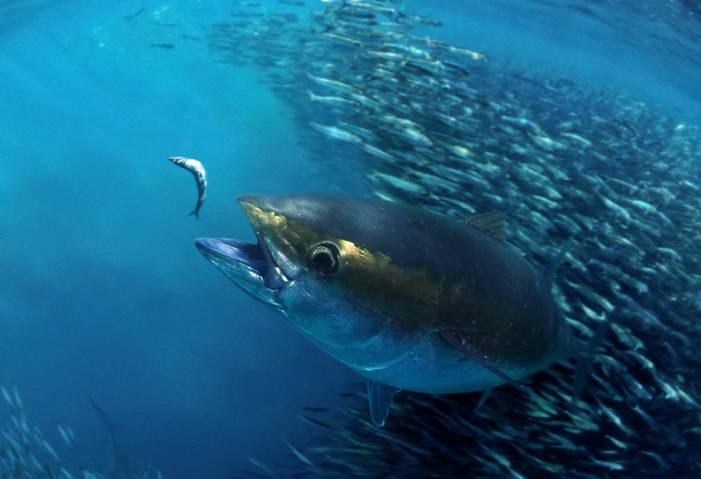 A picture of a bigeye tuna hunting for prey