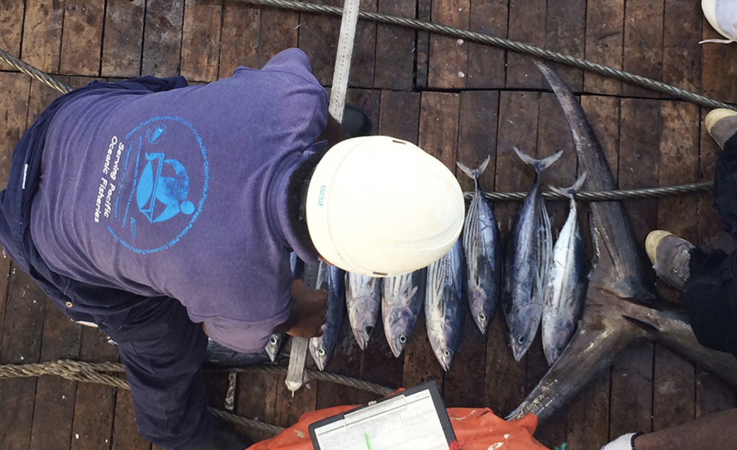A fisheries observer onboard NFD’s Solomon Ruby collecting important size and species data.