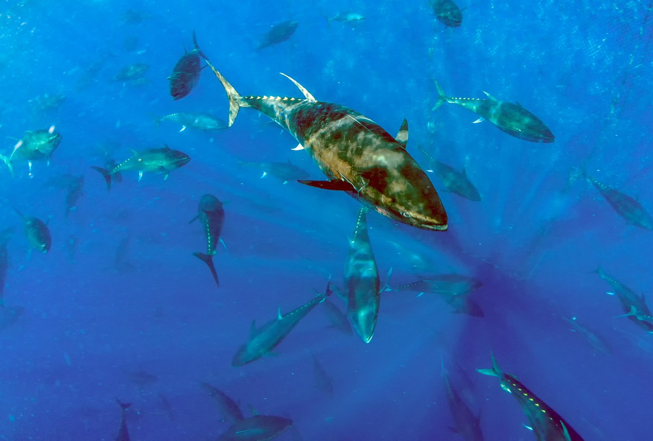 A picture of an Atlantic bluefin tuna