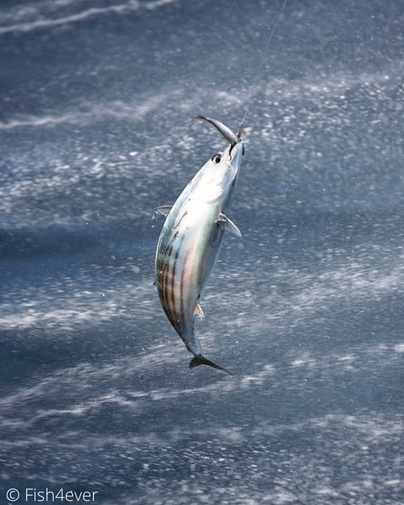 Skipjack grabbing bait hook