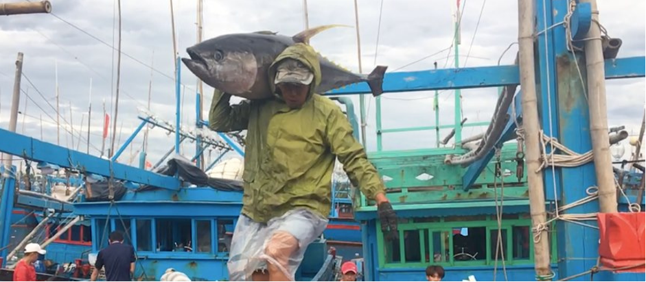 A picture of a Vietnam handline fisher carrying a large yellowfin tuna from the vessel.