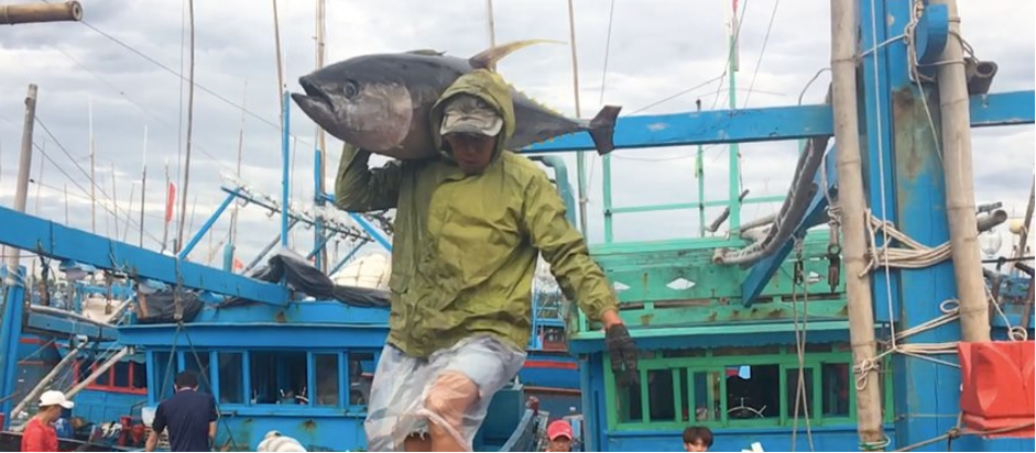 How to Handline Fishing tuna - Fishermen Catching Giant Tuna on