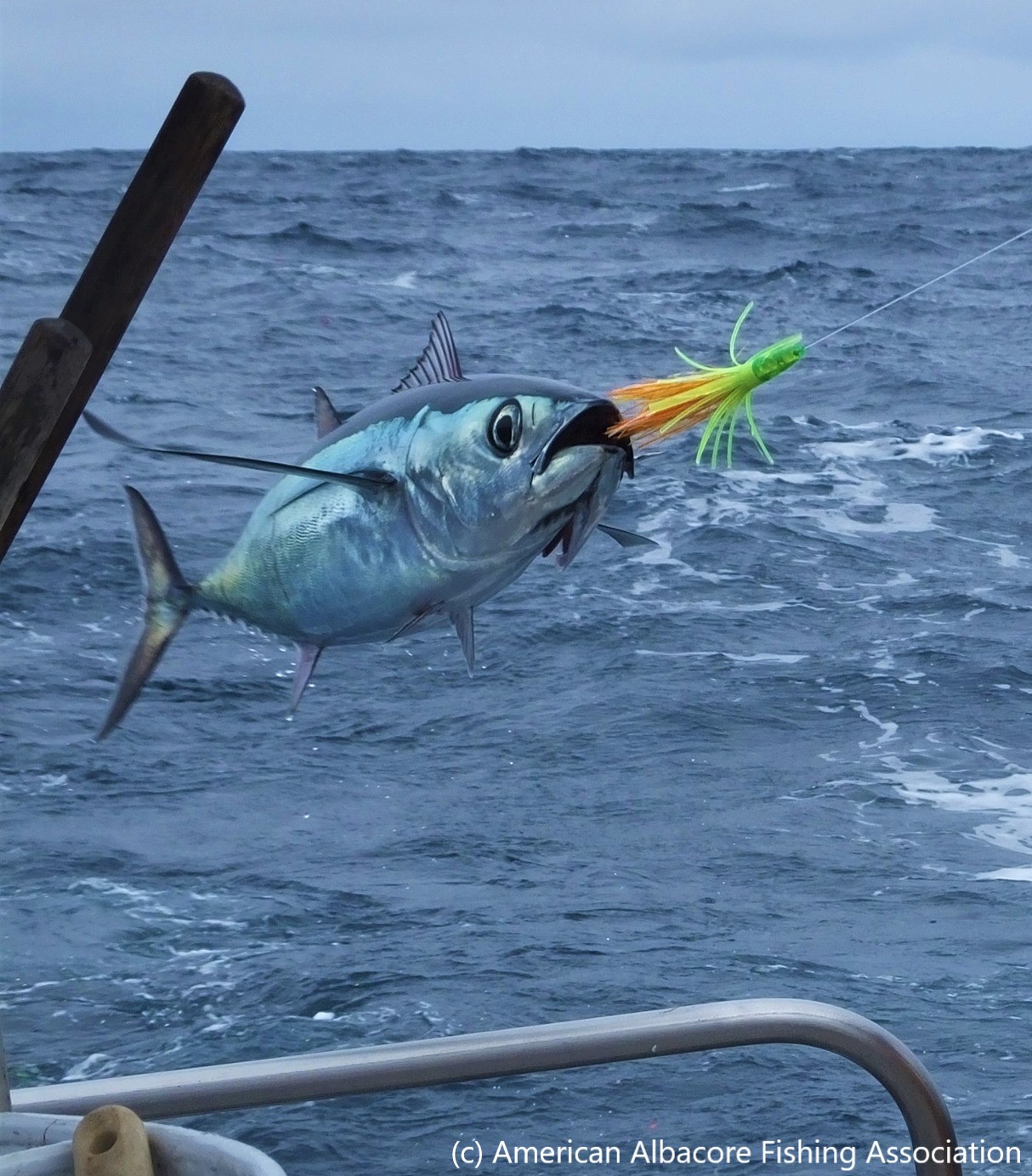 Albacore tuna in action