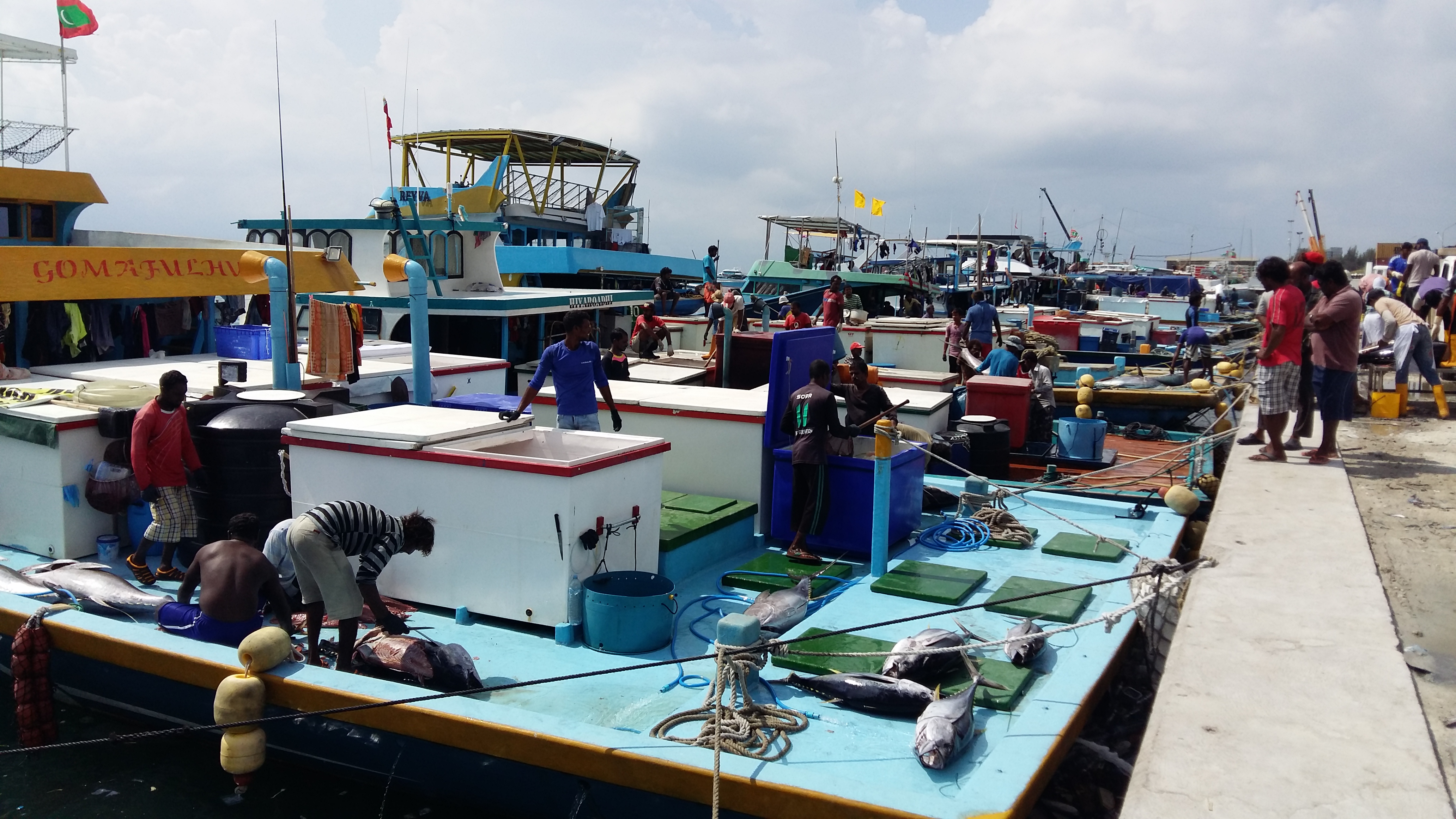 Maldives handline yellowfin tuna