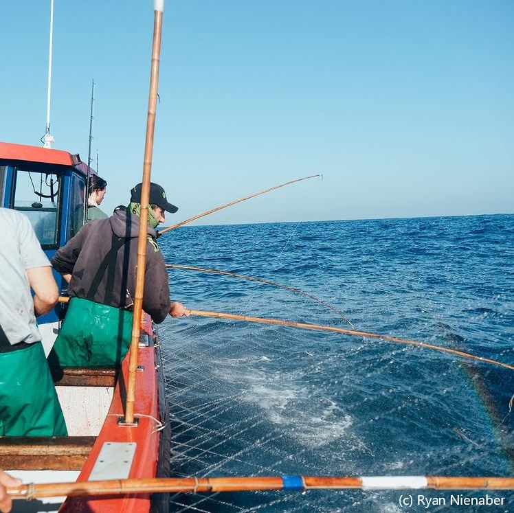 South Africa pole-and-line and troll yellowfin tuna