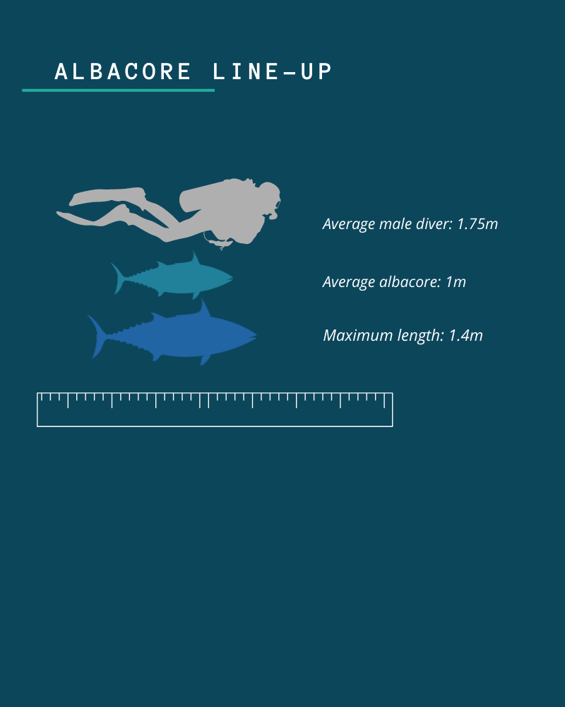 Image of comparison between human diver and albacore