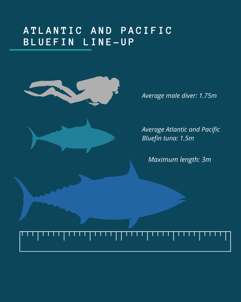 Image of comparison between human diver and bluefin