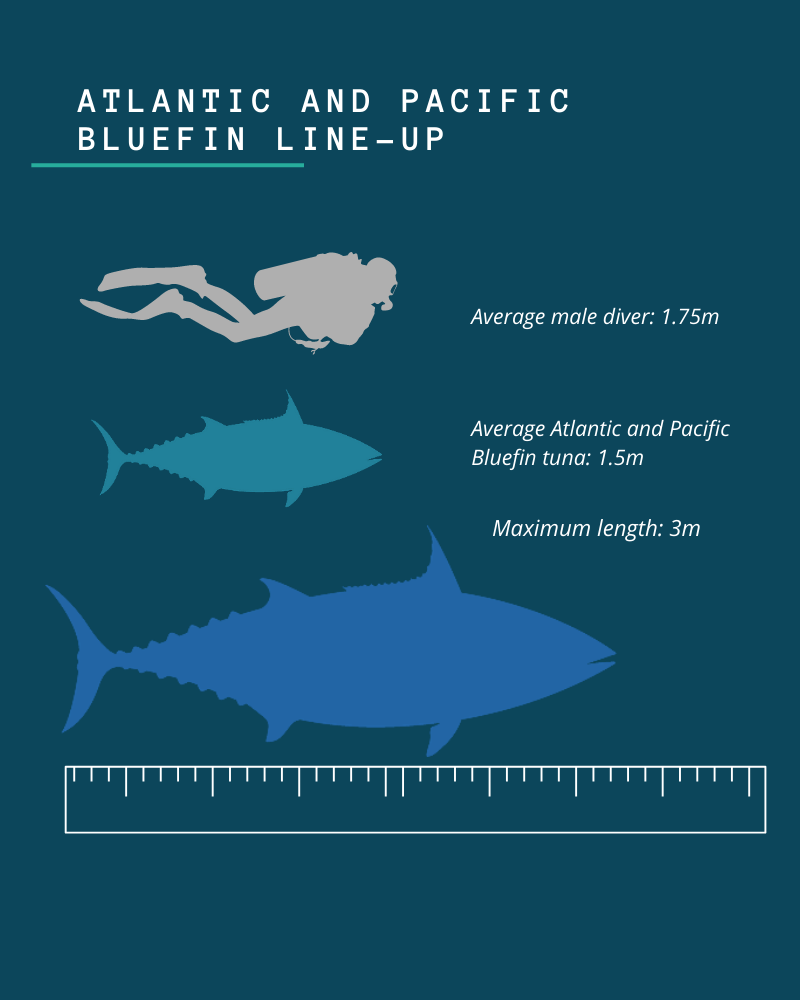 Tuna Size Chart