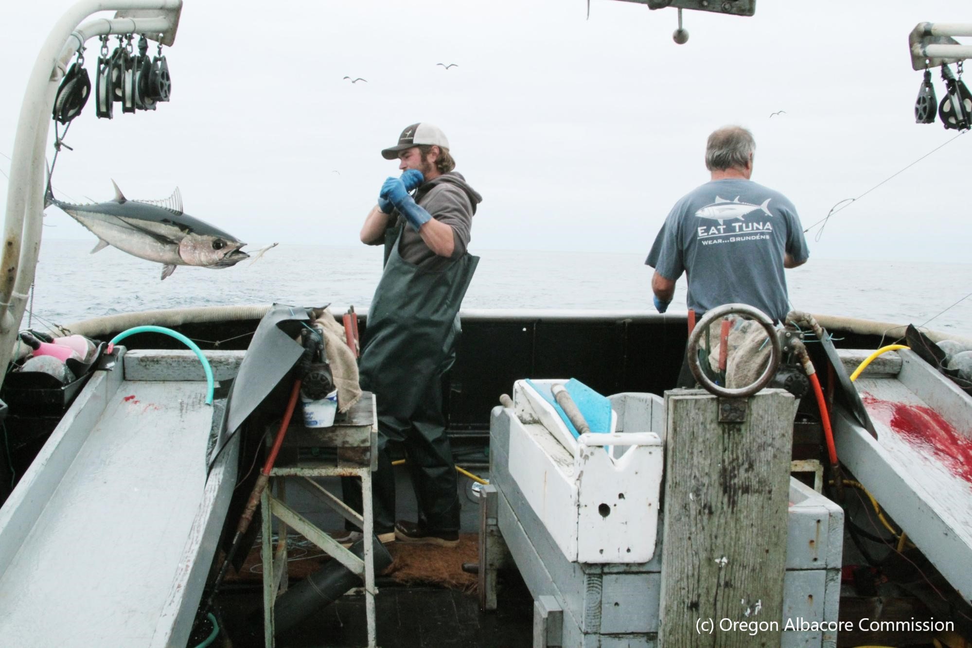 Fishers reel in albacore tuna