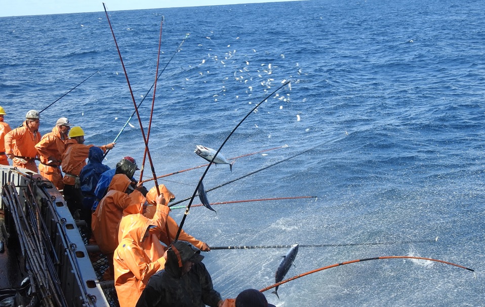 Jump & Pole Fishing” — Catching Live Tuna in the Atlantic by Hand