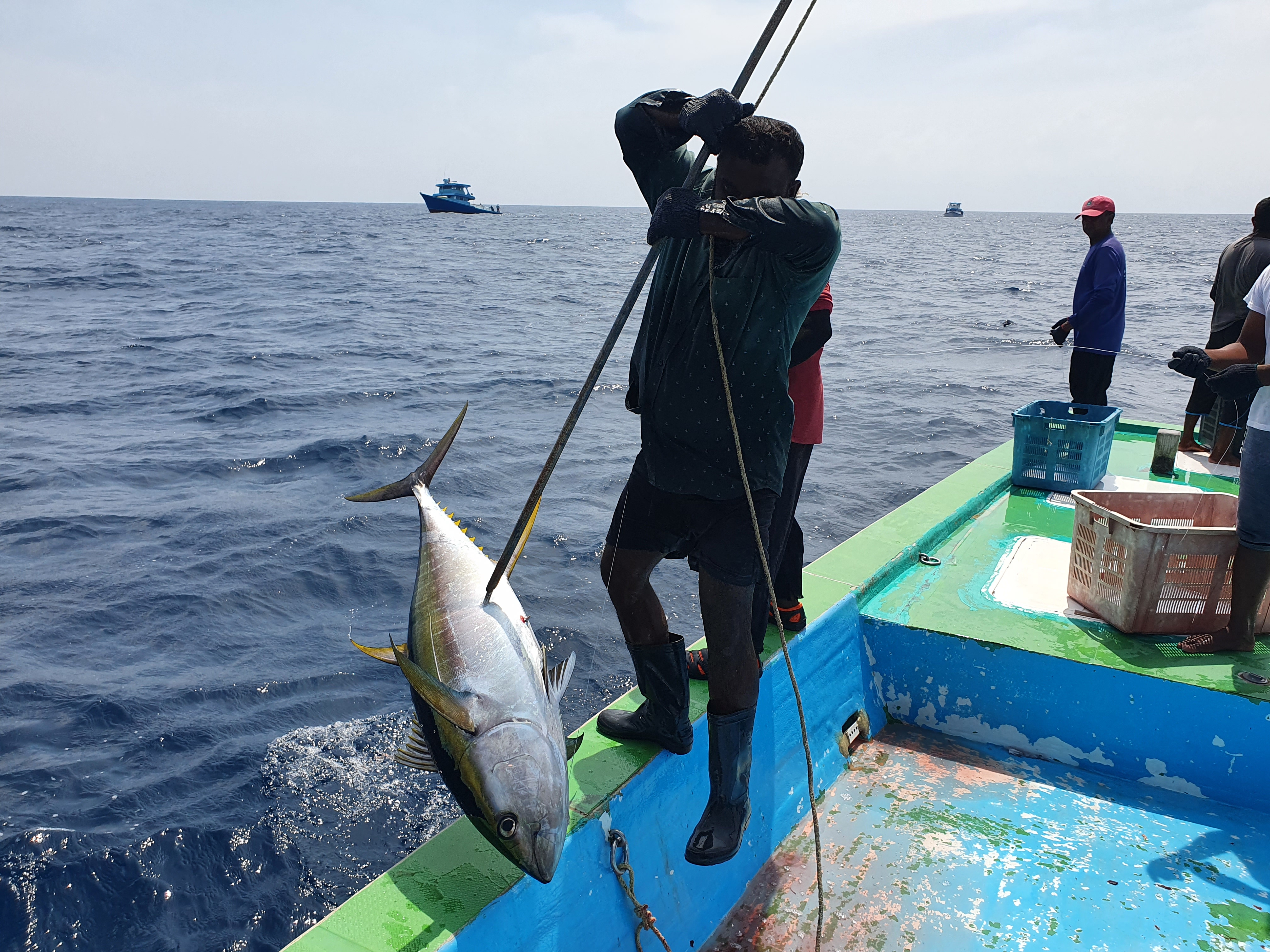 fishing for yellowfin tuna fish catching skills handline fishing