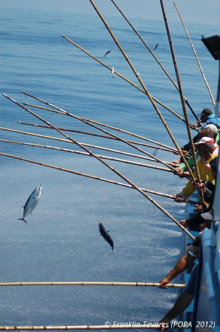 Brazil pole-and-line skipjack tuna