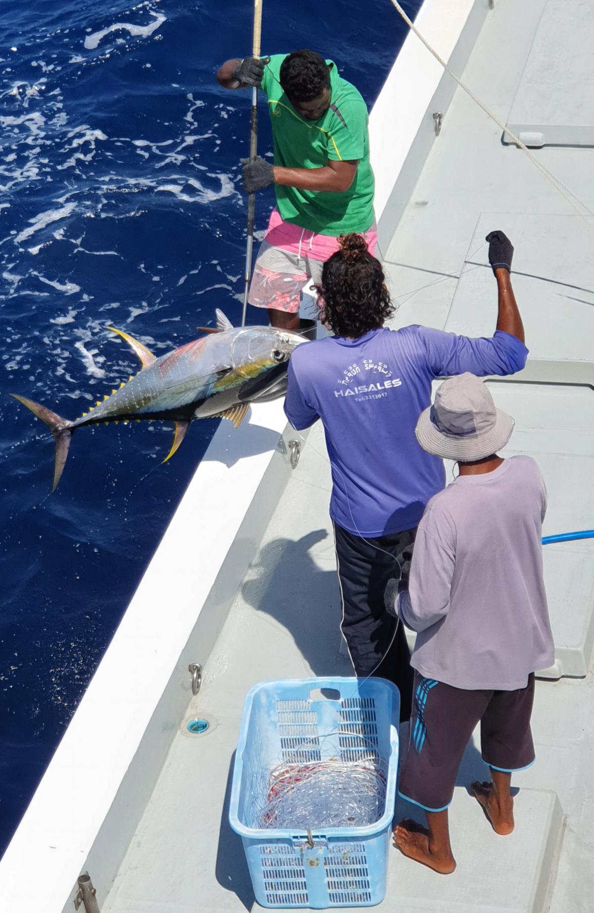 Maldives handline yellowfin tuna