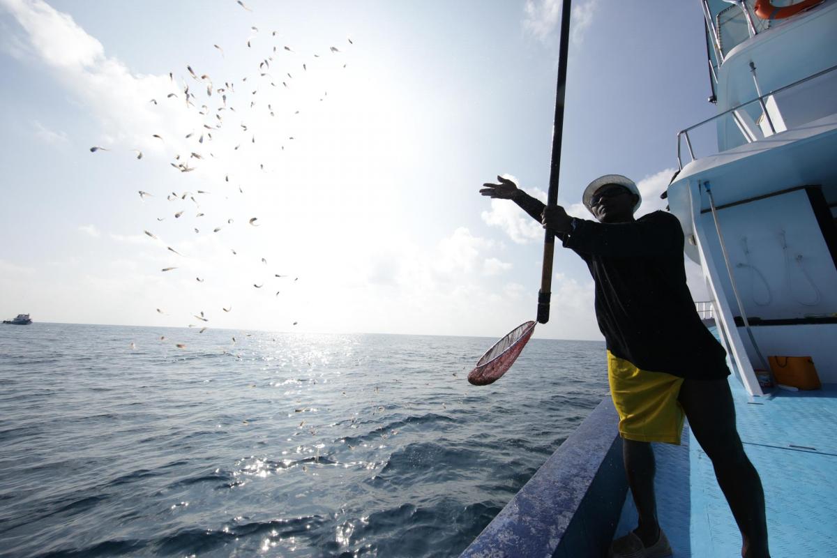 In the Maldives, the Virtues and Limitations of Pole-and-Line Tuna Fishing