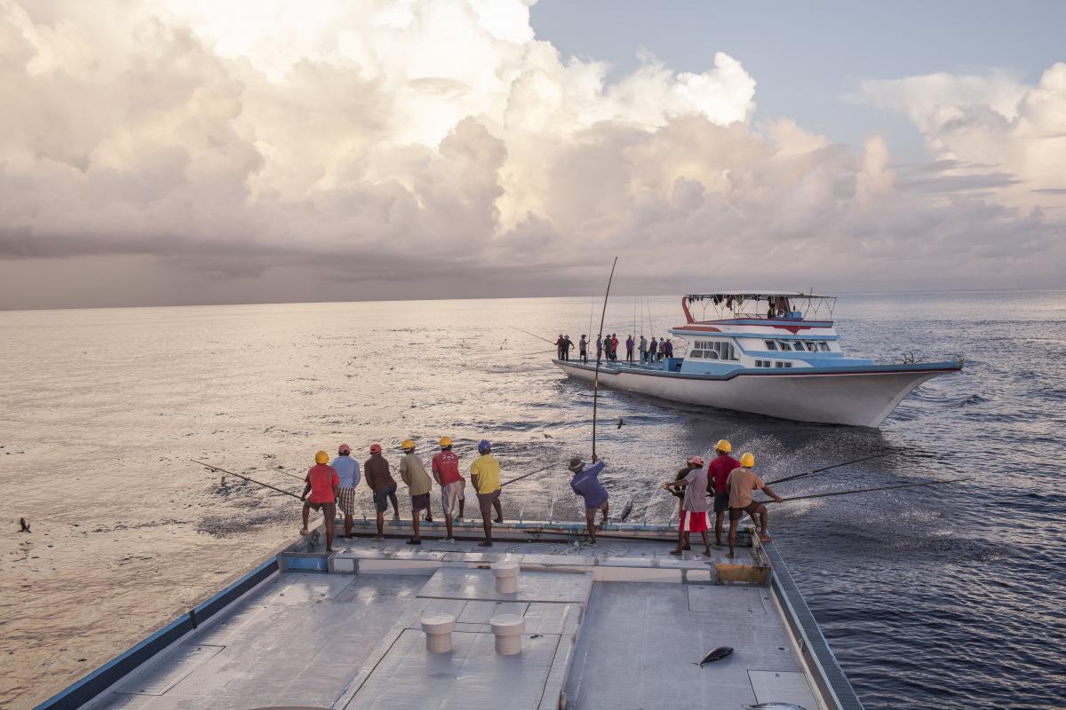 MIFCO on X: Good afternoon.. pole and line fishing; the most sustainable  fishing method!!! #fishing #fish #poleandline #sustainablefishing #nature  #tuna #maldives #wildcatch #MSC #environment #skipjack #tuna #maldivestuna  #indianocean #community https