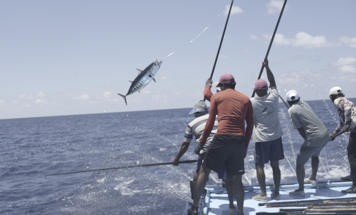 Maldives pole-and-line skipjack tuna