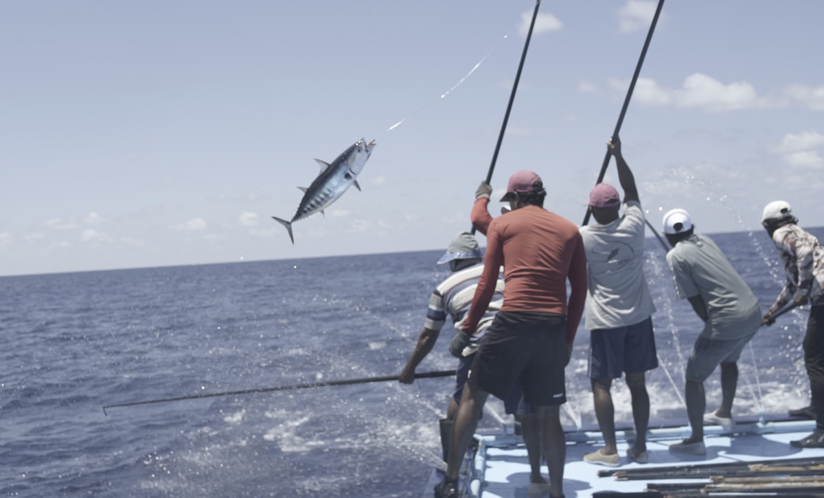 Sustainable tuna fishing in the Maldives - in pictures