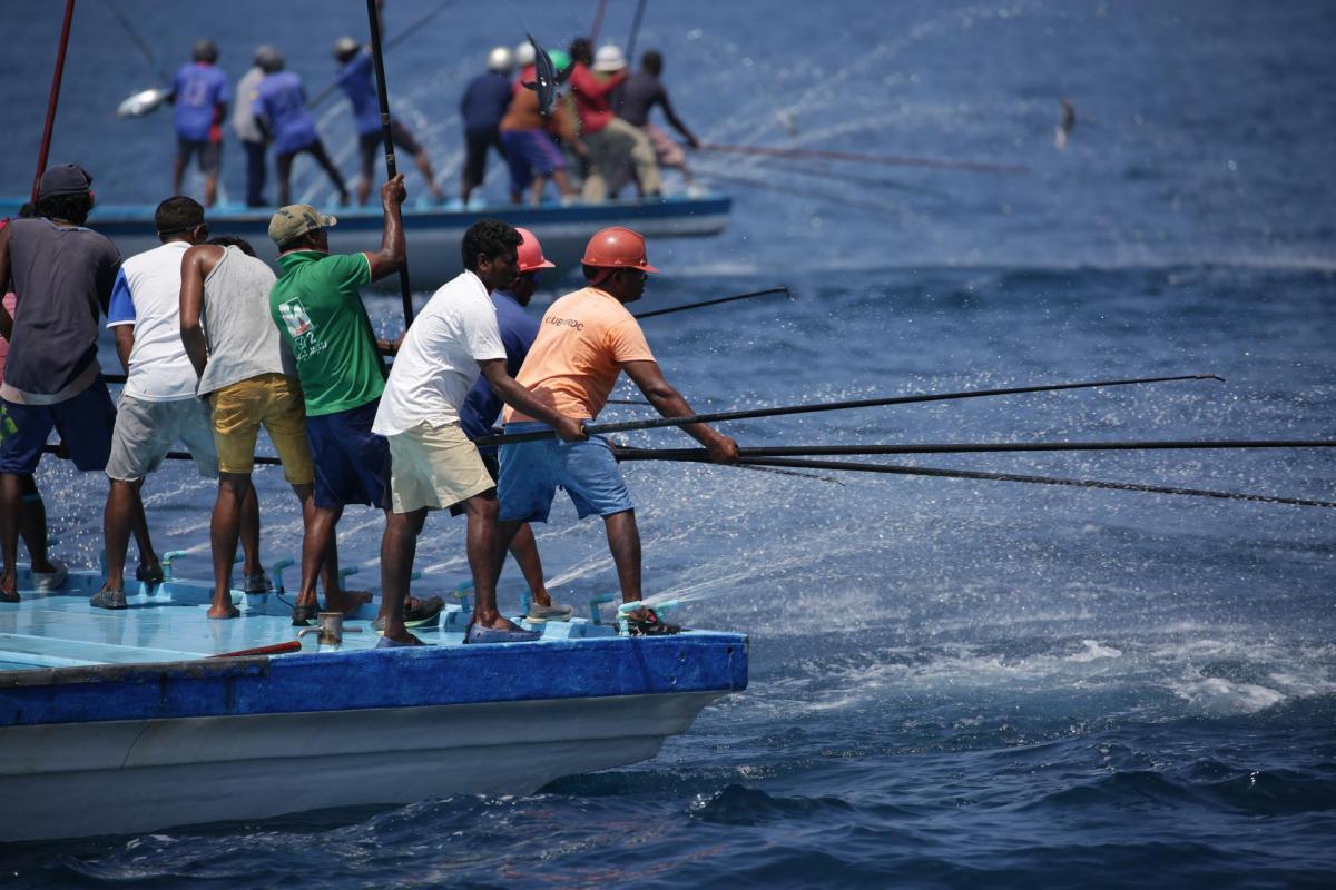 Maldives pole & line skipjack tuna - MSC Fisheries