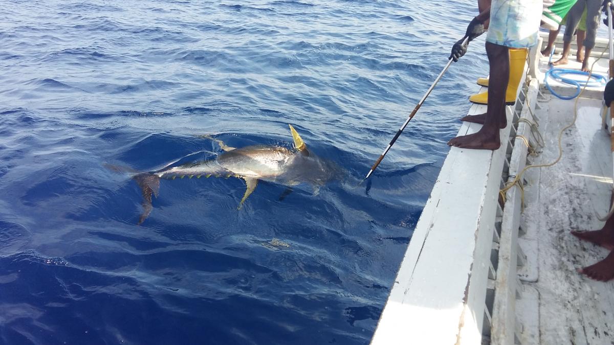 Hand Line Fishing at Maldives. Indian Ocean Paradise 