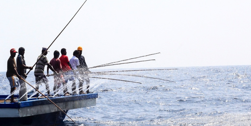 Maldives pole-and-line skipjack tuna