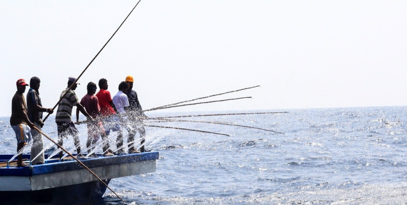 In the Maldives, the Virtues and Limitations of Pole-and-Line Tuna