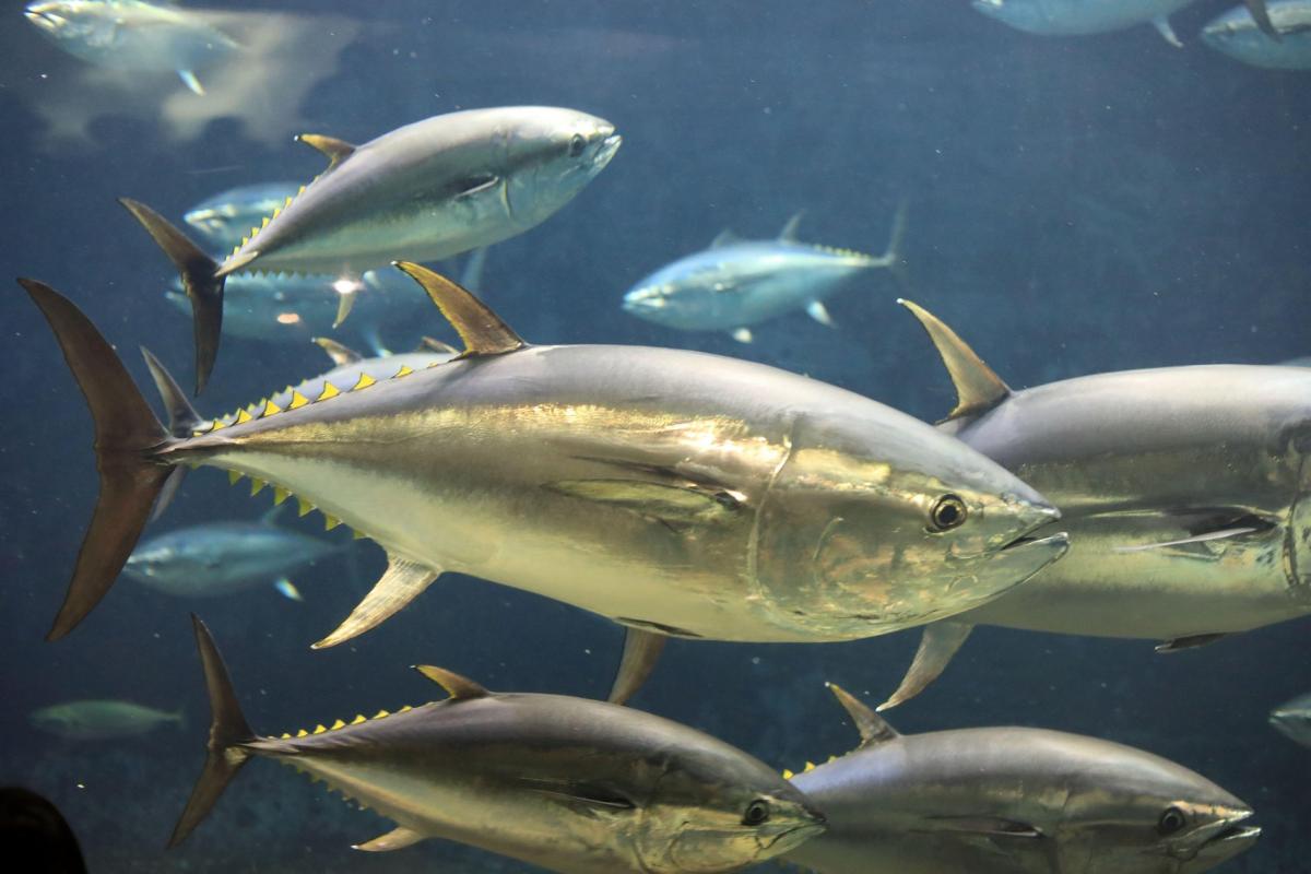 Differentiating Bluefin and Yellowfin Tuna Easily