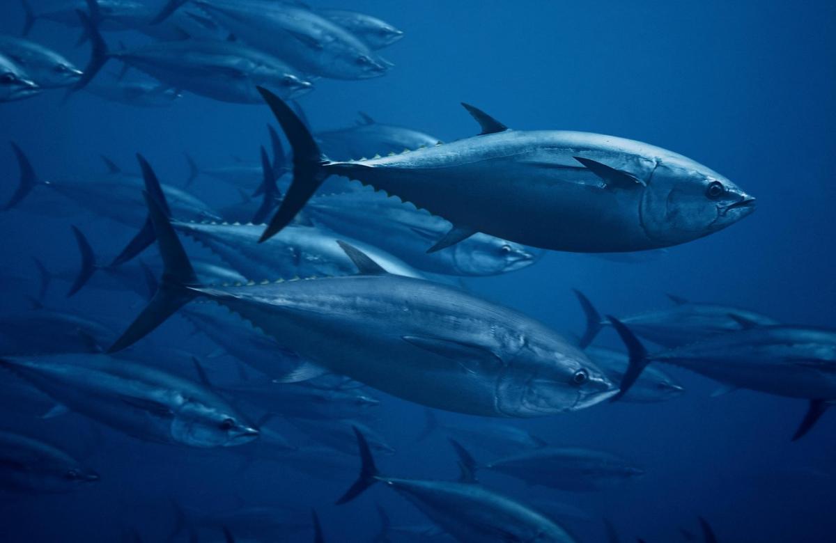 Atlantic Bluefin Tuna