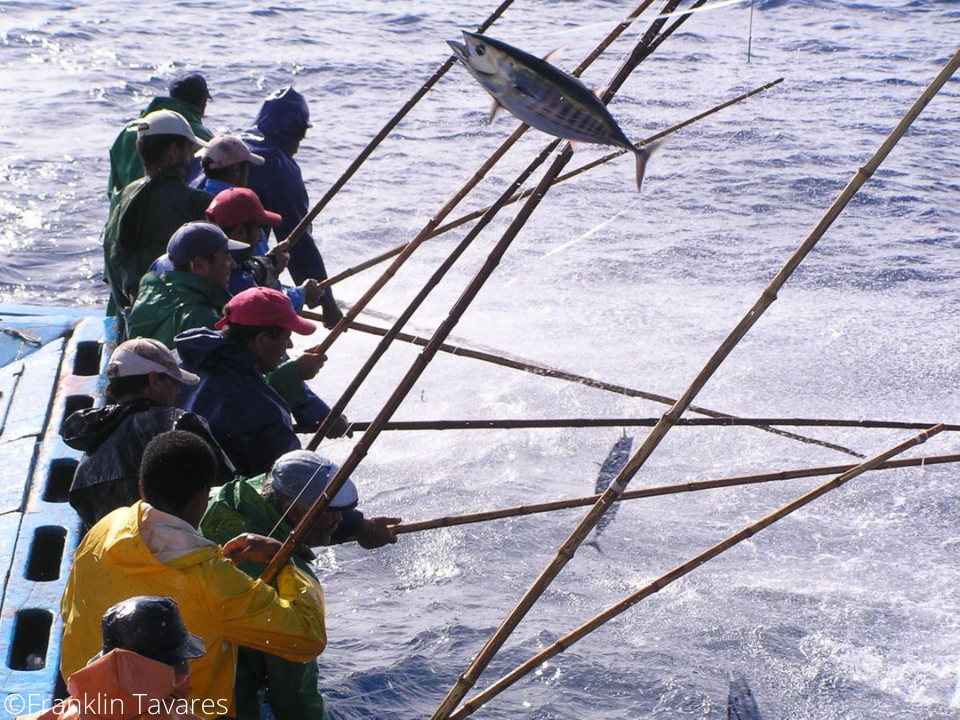 Maluku pole-and-line skipjack tuna