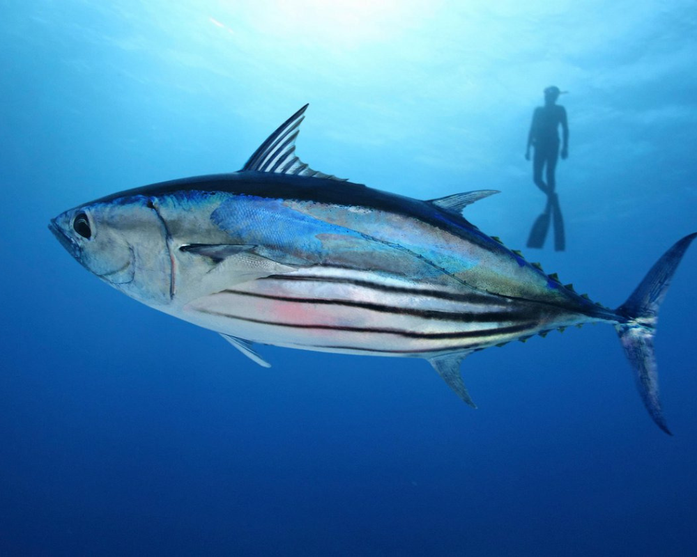 Azores pole-and-line skipjack tuna