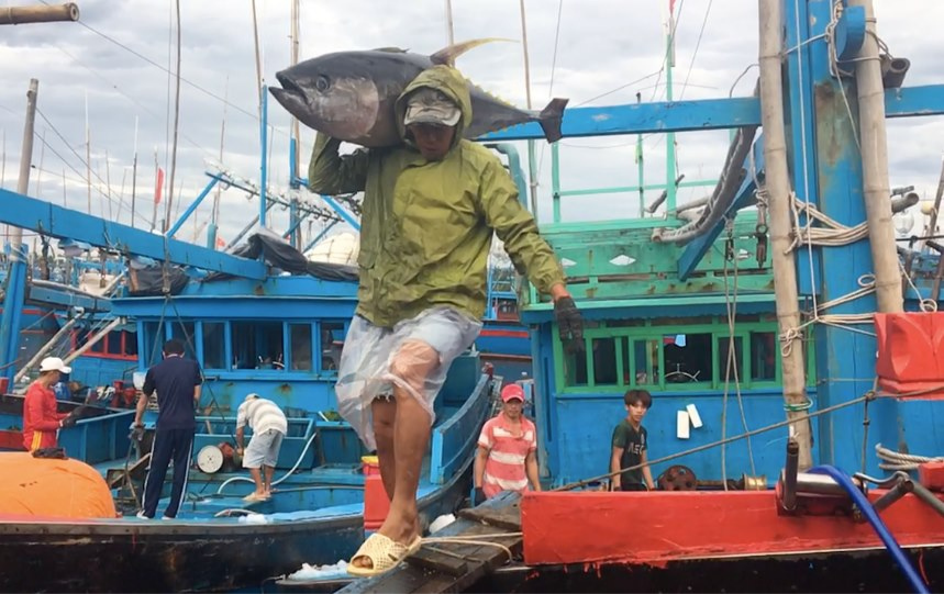 Vietnam handline yellowfin tuna