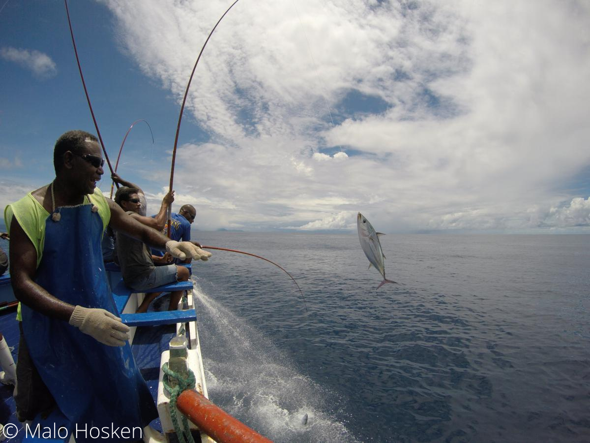 Solomon Islands pole-and-line skipjack tuna