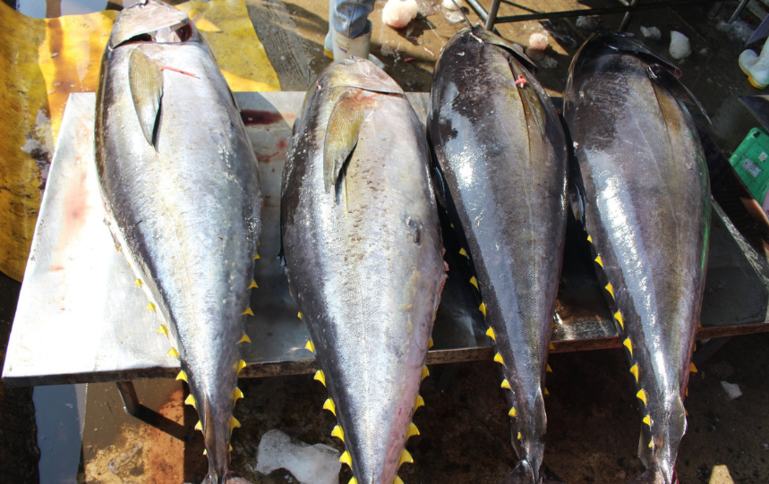 Sorong pole-and-line yellowfin tuna