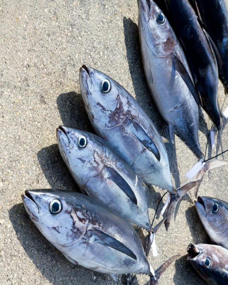 Albacore Tuna Sourcing Transparency Platform