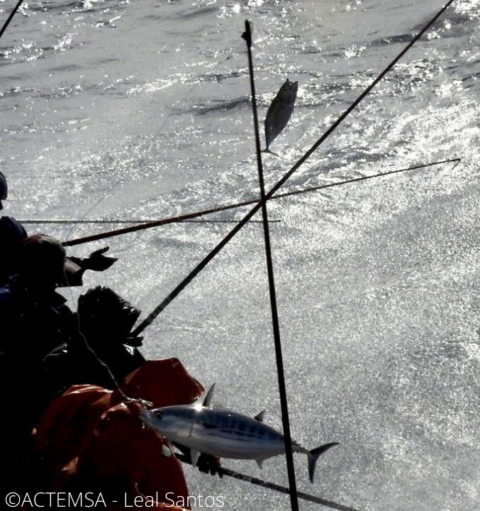 EP5.Catching Dorado and skiptjack tuna,using traditional handline