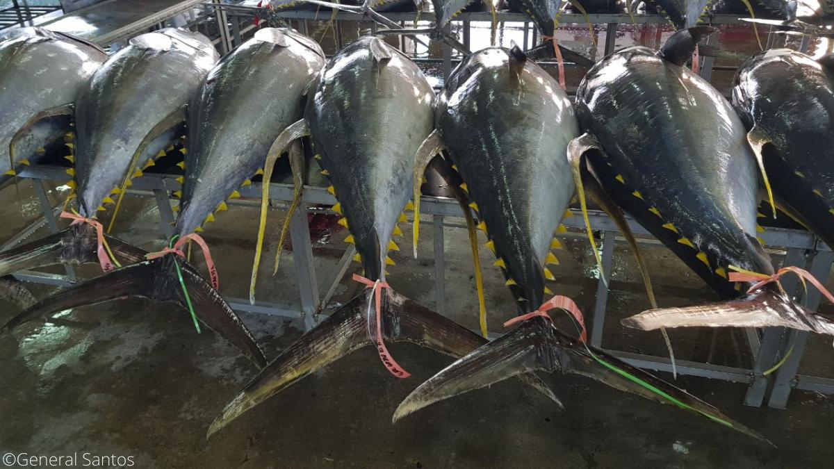 Philippines handline yellowfin tuna