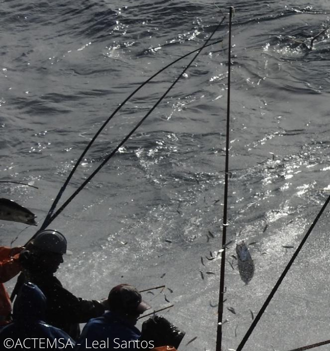 Brazil pole-and-line skipjack tuna