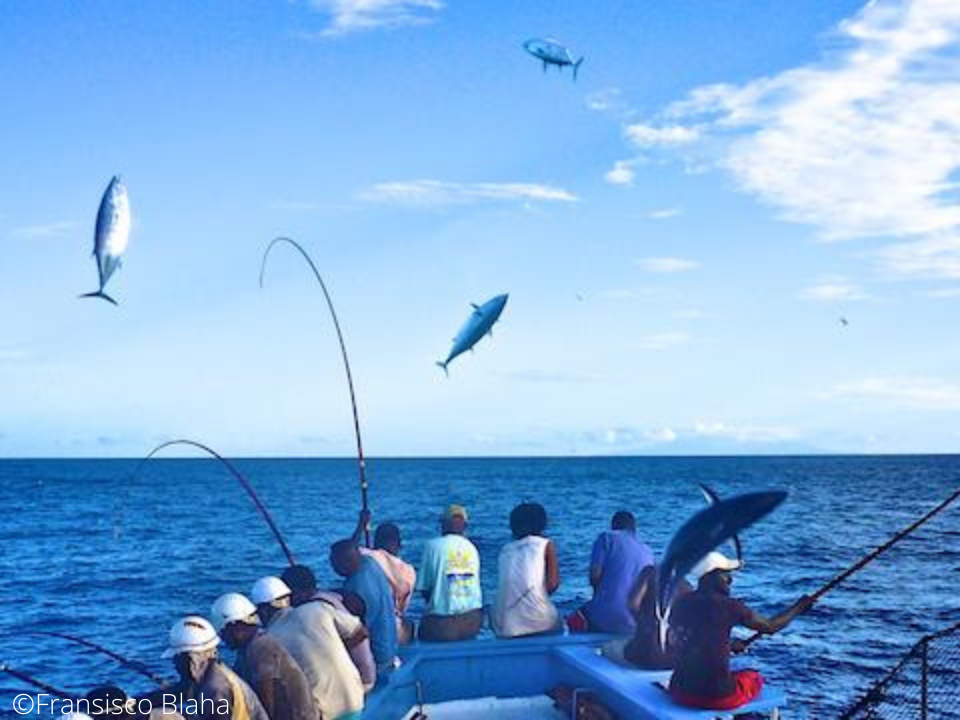 Pole and line, trolling and handline (hook and lines)