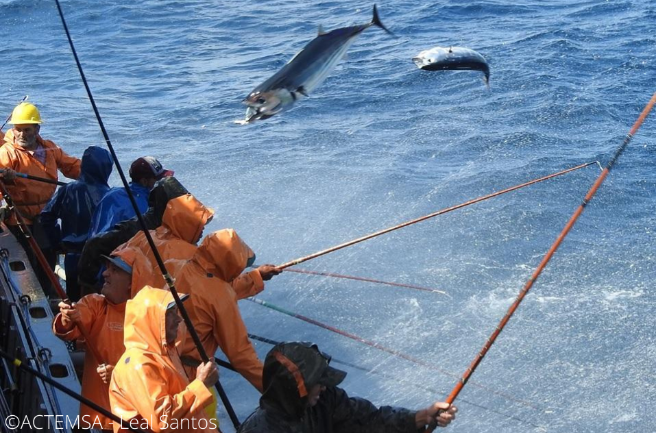 Brazil pole-and-line skipjack tuna