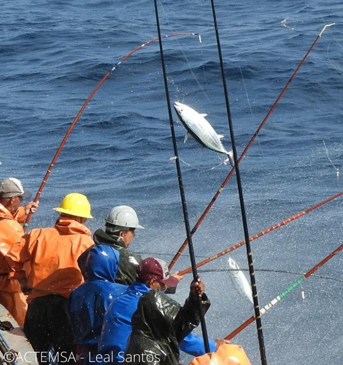 Brazil pole-and-line skipjack tuna