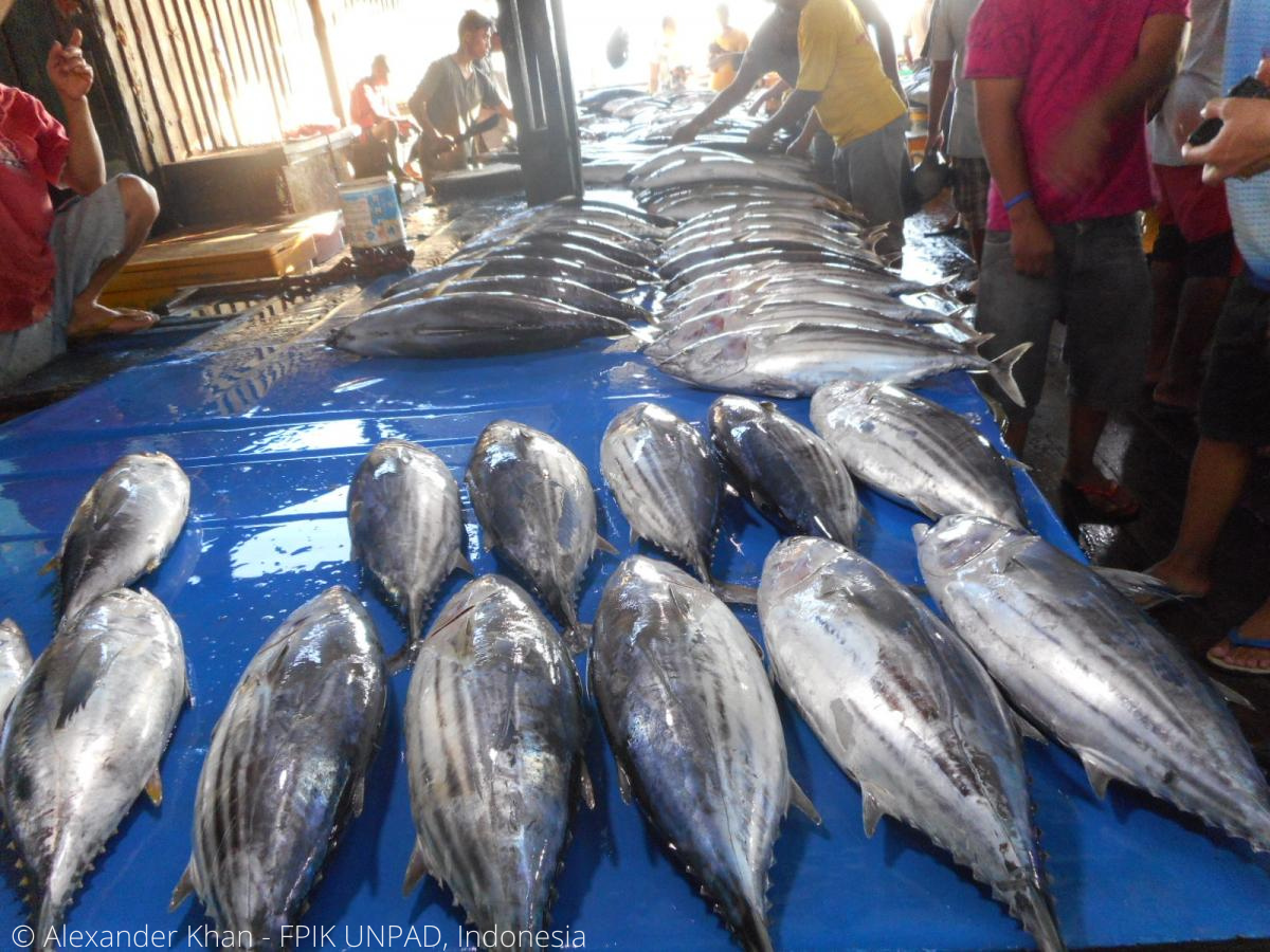 Sorong, West Papua, Indonesia, September 30th 2021. Fisherman unloading  fishes out of fish cart 5345709 Stock Photo at Vecteezy