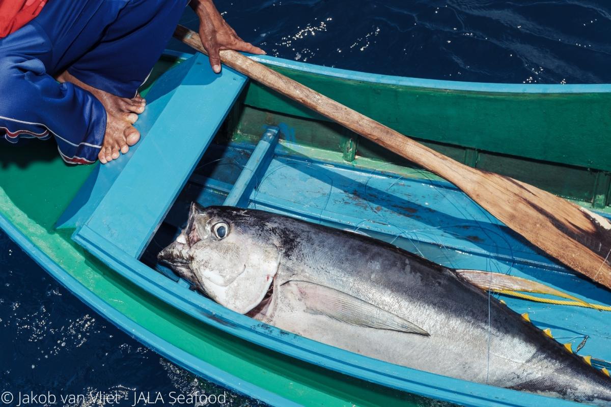 Talaud Handline yellowfin tuna  Sourcing Transparency Platform